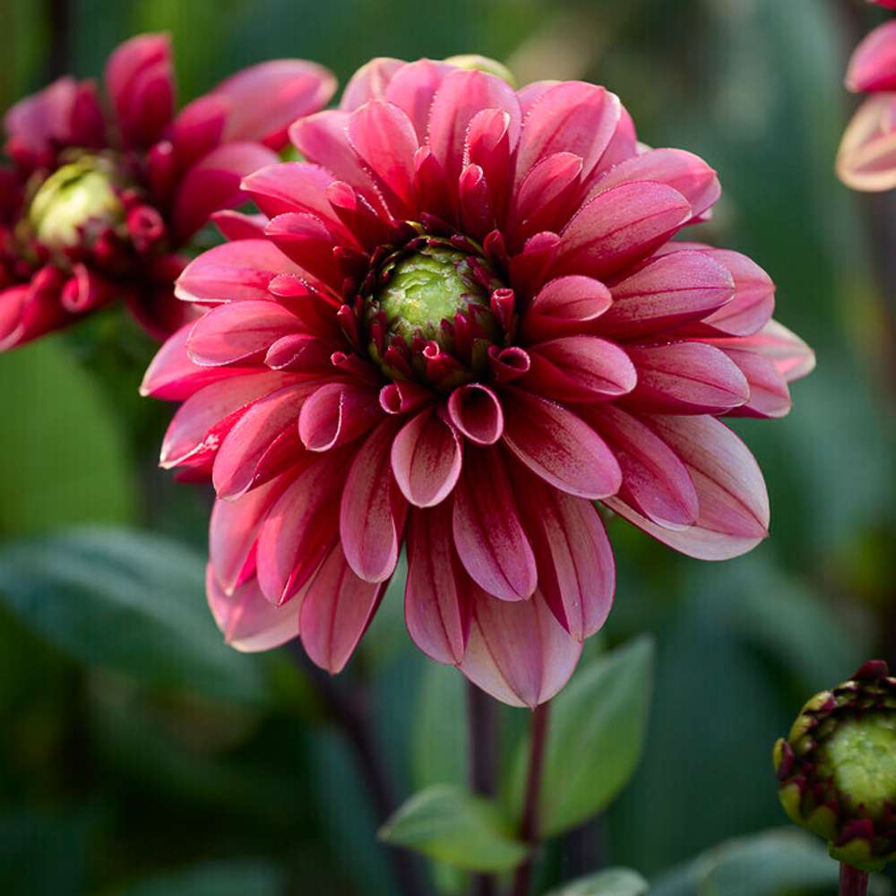 Dahlia 'BV's '